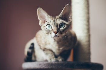 Infecciones en gatos: cuáles son,